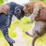 Keeping Your Cats Separate The Hows and Whys.docx