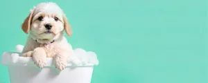 Grooming Shampoos