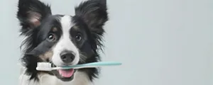 Pets Dental Care