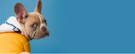 Flea + Tick Protection Spray