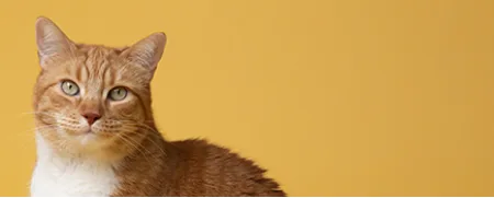 Cat Litter Deodorizers