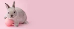 Nose’s Paw Care