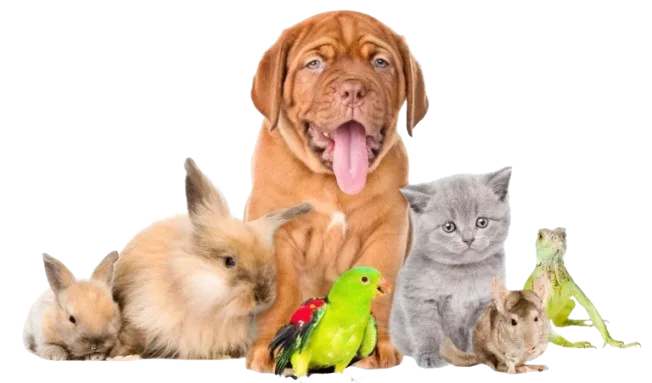 best online pet store in Pakistan