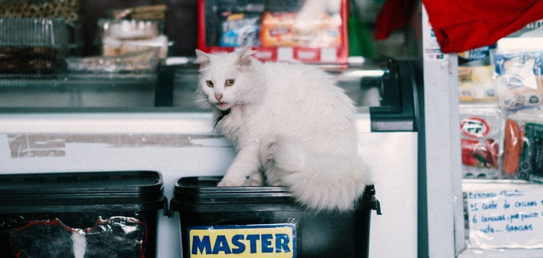 online pet store in pakistan