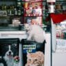 online pet store in pakistan