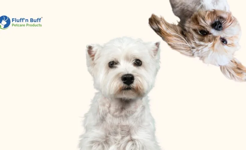 Seasonal Grooming Guide