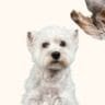 Seasonal Grooming Guide