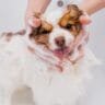 grooming mistakes