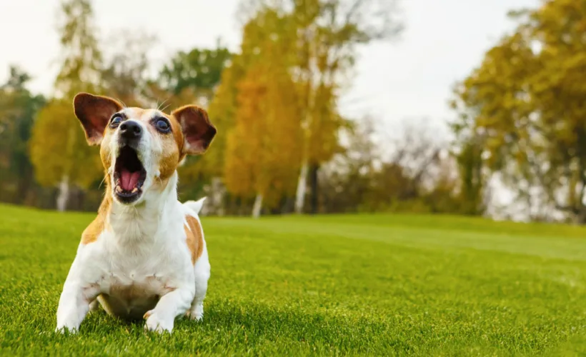 Excessive Dog Barking